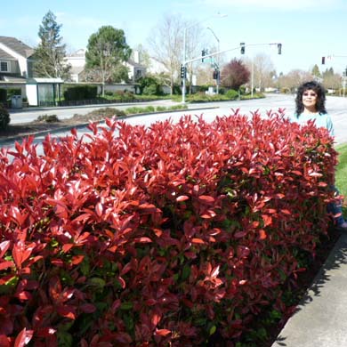 Bare Root Hedge Plants